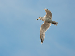 Seagull