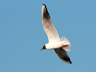 Black headed Gull