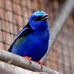 Small colorful tropical humming bird on a branch