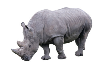 Obraz premium Nashorn