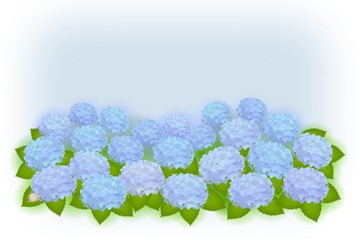 紫陽花（スクエア01）-Hydrangea-