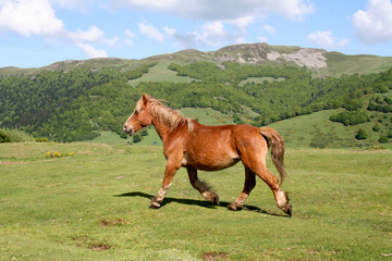 Cheval en Auvergne