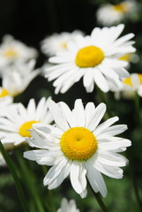Fototapeta premium White Daisy flowers