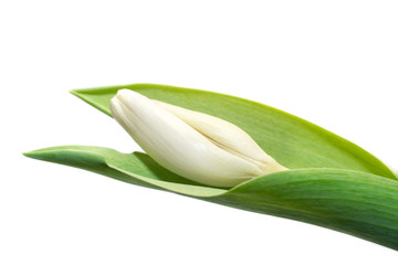 white tulip against white background