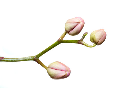 Fototapeta orchid buds