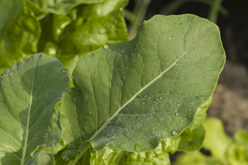 Kohlrabi