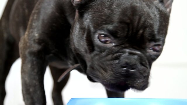 le repas du bouledogue fran&ccedil;ais