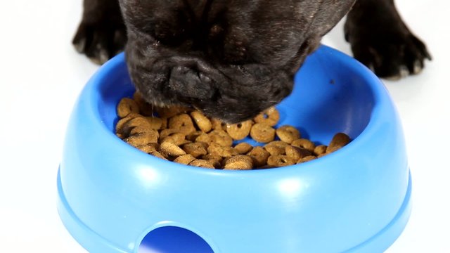 le repas du bouledogue fran&ccedil;ais
