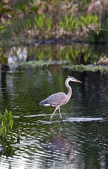 Great Blue Heron in early spring