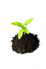 Young plant isolated on white
