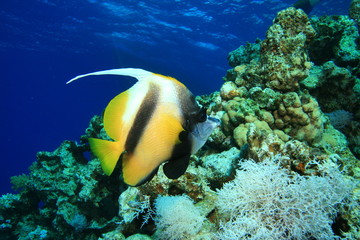 Plakat Red Sea Bannerfish