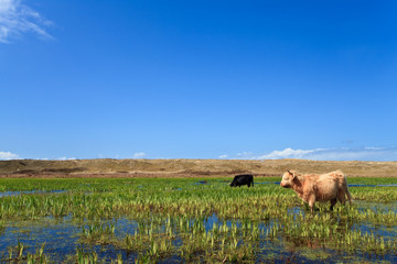 Scottisch highlanders walking through the wetlands