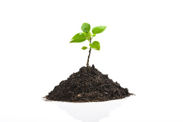 Young plant isolated on white