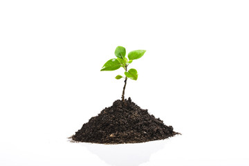 Young plant isolated on white