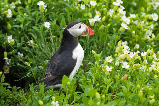 Puffin amongst the flowers