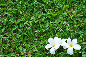 flower and green background