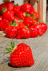 Berry in Front of a Basket