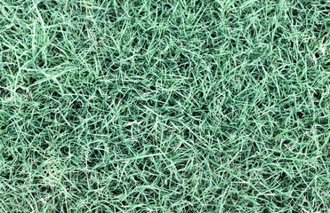 Grass Background