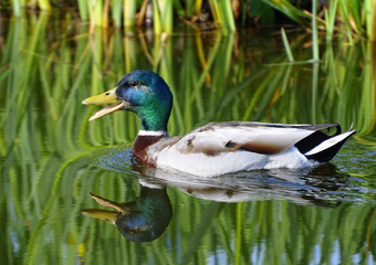 Obraz premium canard colvert