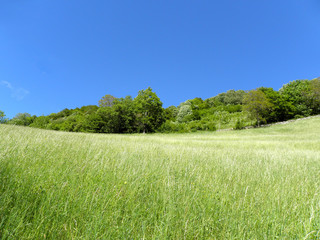 Obraz premium Tappeto verde