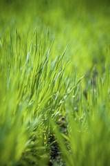Obraz premium Fresh green grass