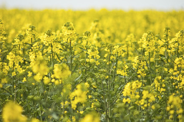 Yellow flower