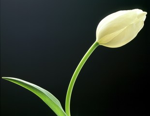 Obraz premium white tulip