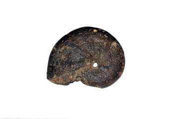 An ammonite with clipping path included