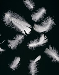 white feathers