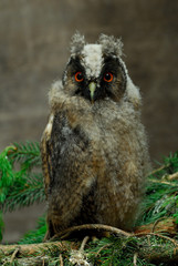 junge Waldohreule Asio otus