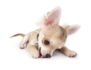 chihuahua puppy lying down and licking something