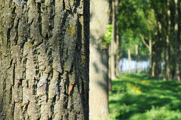 Treebark with summer green in the background, shallow dof
