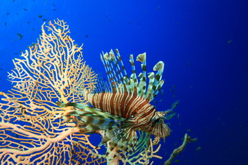 Lionfish on Fan Coral