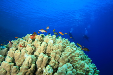 Mountain Coral with Scuba Divers in background