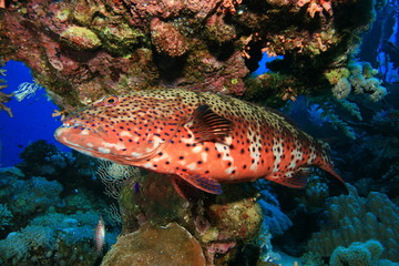 Obraz na płótnie Canvas Red Sea Coral Grouper