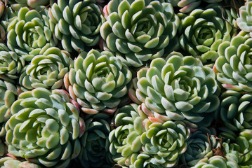 Succulent plants