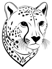 Cheetah