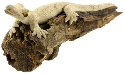 lézard résine sur bois véritable, fond blanc