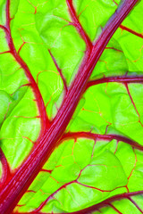 Organic Red Swiss Chard Leaf Detail