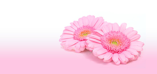 Gerbera