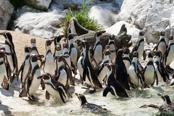 Foto op Canvas Pinguine © thongsee