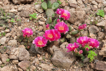 Kaktus mit Blüte