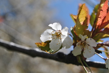 cherry blossom