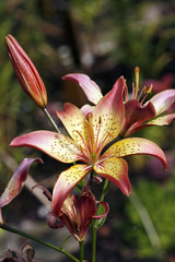 Tiger lilies on flowerbed