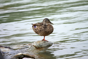Wild duck