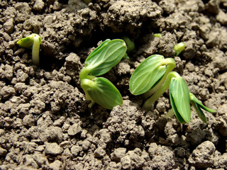 small cucumber seedlings