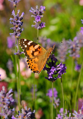 Schmetterling