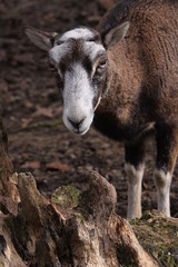 Fototapeta premium Mufflon (Schaf)