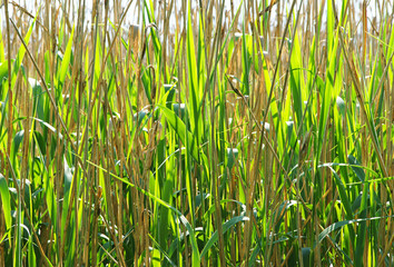 Fototapeta premium Schilf im Sonnenlicht - Reed in the Sunlight