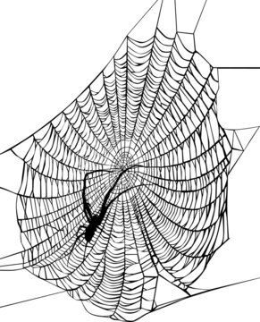 illustration with spider in web